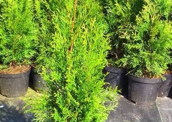 Piękna Tuja Szmaragd 60-70 cm Okolice Krakowa