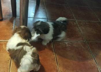 Shih TZU przepiękne szczeniaki tricolor i tricolor niebieskie wzorzec rasy