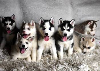 Siberian Husky Suczka Piesek  niebieskooki po Championie Polski