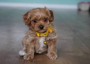 Suczka Maltipoo