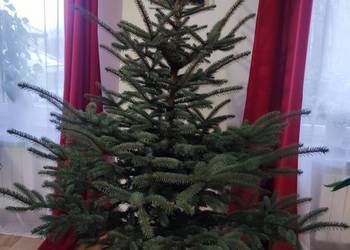 Choinka świąteczna żywa cięta w doniczkach świerk srebrny pospolity jodła