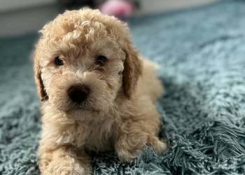 Lagotto Romagnolo ZKwP/FCI