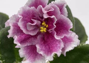 Fiołek afrykański kwitnąca sadzonka