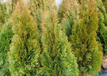 Tuja szmaragd szmaragdowa żywotnik zachodni thuja