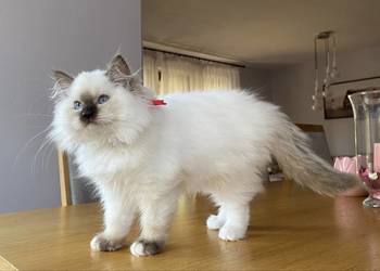 Piękna duże czekoladowa  koteczka hodowlana ragdoll FPL