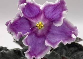 Fiołek afrykański kwitnąca sadzonka