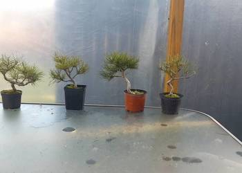 Sosna czarna sadzonki