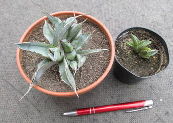 Unikatowa miniaturowa agawa - agave titanota cristata- sadzonka