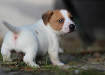 Piesek Jack Russell Terrier krótkowłosy