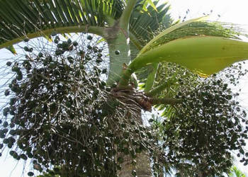 HIOFORBA BUTELKOWA Hyophorbe lagenicaulis