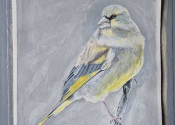 Dzwoniec ptak polski w akwareli od artysty na prezent