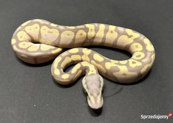 Pyton Regius Banana Pastel