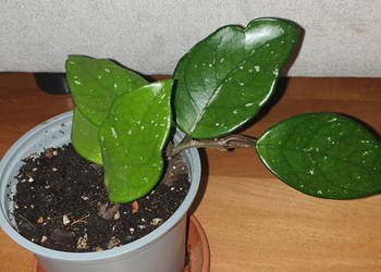 Hoya , hoja, kwiat rosnący, nr 1