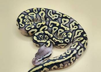 Python Regius - 2026