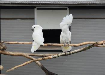 Kakadu alba para hodowlana