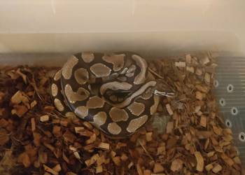 Pytam królewski regulacji