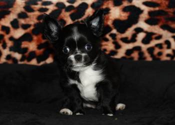 Chihuahua długowłosa suczka ZKwP FCI prawdziwy rodowód!