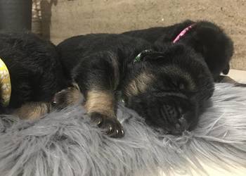 Owczarek niemiecki krótkowłosy szczeniaki