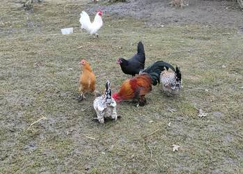 Jajka lęgowe sprzedam