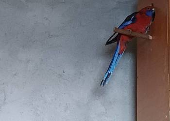Papugi