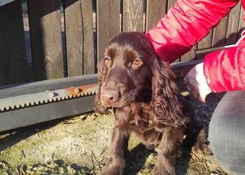 Cocker spaniel czekoladowa suczka