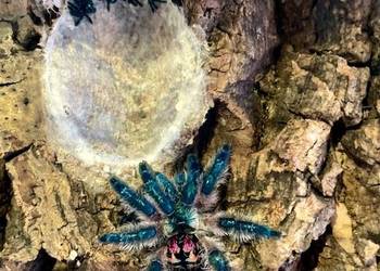 Typhochlaena seladonia L1 Kraków