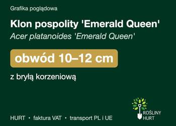 Klon pospolity 'Emerald Queen' obwód 10-12 cm, z bryłą – HURT