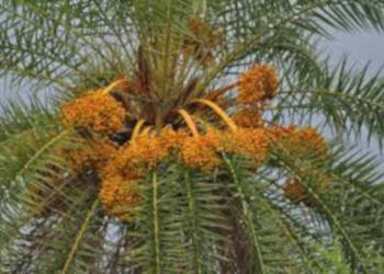 PALMA DAKTYLOWA SREBRNA Phoenix sylvestris - NASIONA 100g