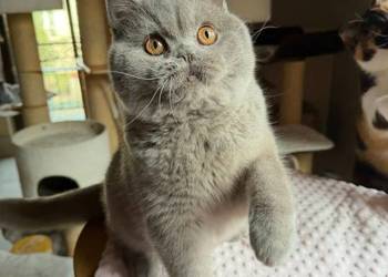 Cudowny liliowy kocurek z legalnej hodowli Perła Południa