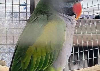 Alexandrety chiński para lęgowa