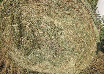 Sprzedam ok 200bel siana.