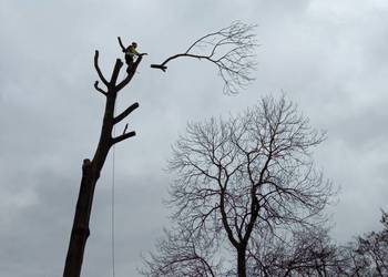 Wycinka drzew metodą alpinistyczną/ Arborysta