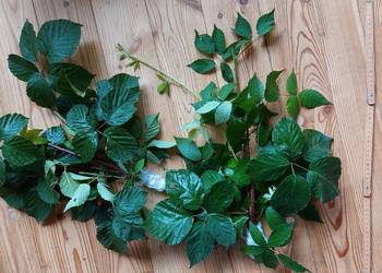 pędy z liśćmi jeżyna leśna #straszyk#patyczak#liściec