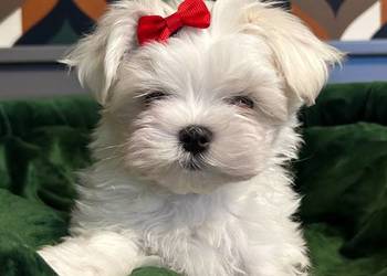 Maltańczyk chłopcy ZKwP/FCI