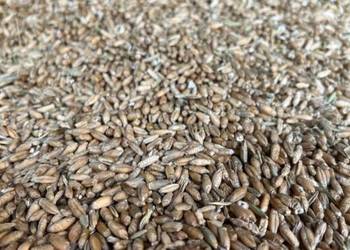 Sprzedam Pszenżyto paszowe