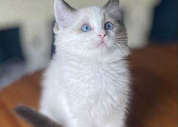 Ragdoll, kotka rodowód FPL