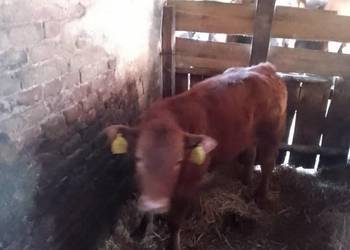 Byczek, odsad, odsadek, LM