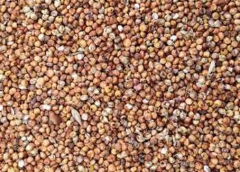 Sorgo ziarnowe czerwone