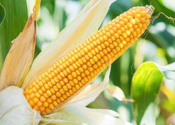 Kukurydza Podlasiak FAO 260 kiszonka