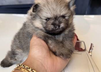 Szpic miniaturowy (Pomeranian) – samiec typu MIŚ
