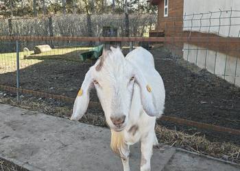 Dwuletni koziołek zmieni dom