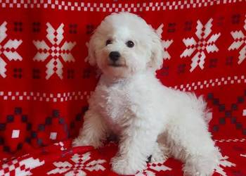 Śliczny piesek Bichon frise FCI