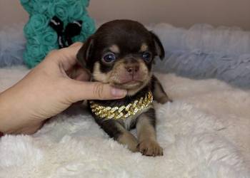 Chihuahua piesek krótkowłosy Choco Tan badania DNA rodowód