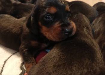 Polski Gończy zapraszam do REZERWACJI