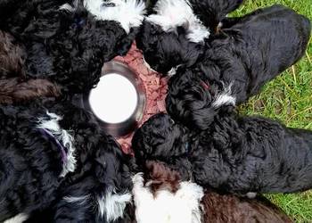 Portugalski pies dowodny piesek Szczenięta Lagotto Furbetti Coccoloni