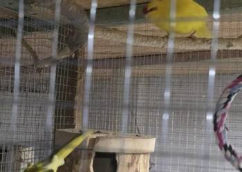 Modrolotka czerwonoczelna mloda recznie karmiona