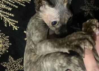 Sfinks Kanadyjski. Diablica do odbioru, tygryska kotka. Rodowód