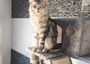 Przepiękna kotka Maine Coon (3 lata) z rodowodem + drapak + wyprawka