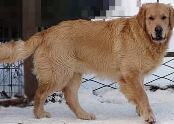 Golden retriever 9 miesięczny