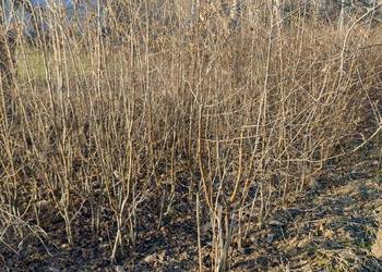 Sprzedam sadzonki leszczyny Sprzedam sadzonki leszczyny